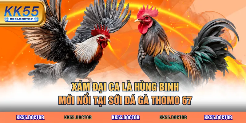 Top 3 CLB Đá Gà Thomo 67 Sừng Sỏ Nhiều Chiến Kê Hay Nhất 5 Xám Đại Ca là hùng binh mới nổi tại sới đá gà Thomo 67